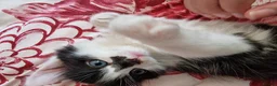 Mixed Breed cats for sale: 4 gorgeous kitten looking for their forever home - Advert 37