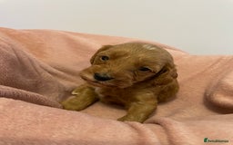 Cavapoo dogs for sale: Beautiful Ruby Cavapoos  - Advert 5