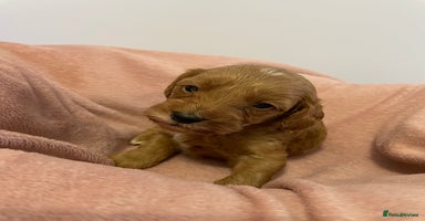 Cavapoo dogs Beautiful Ruby Cavapoos  - Advert 13