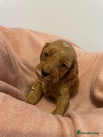 Cavapoo dogs Beautiful Ruby Cavapoos - Advert 10