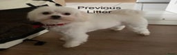 Maltese dogs for stud: Stunning Maltese at stud in Coventry - Advert 9