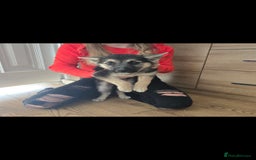 Mixed Breed dogs for sale: Female Shepkita Puppy - Image 2