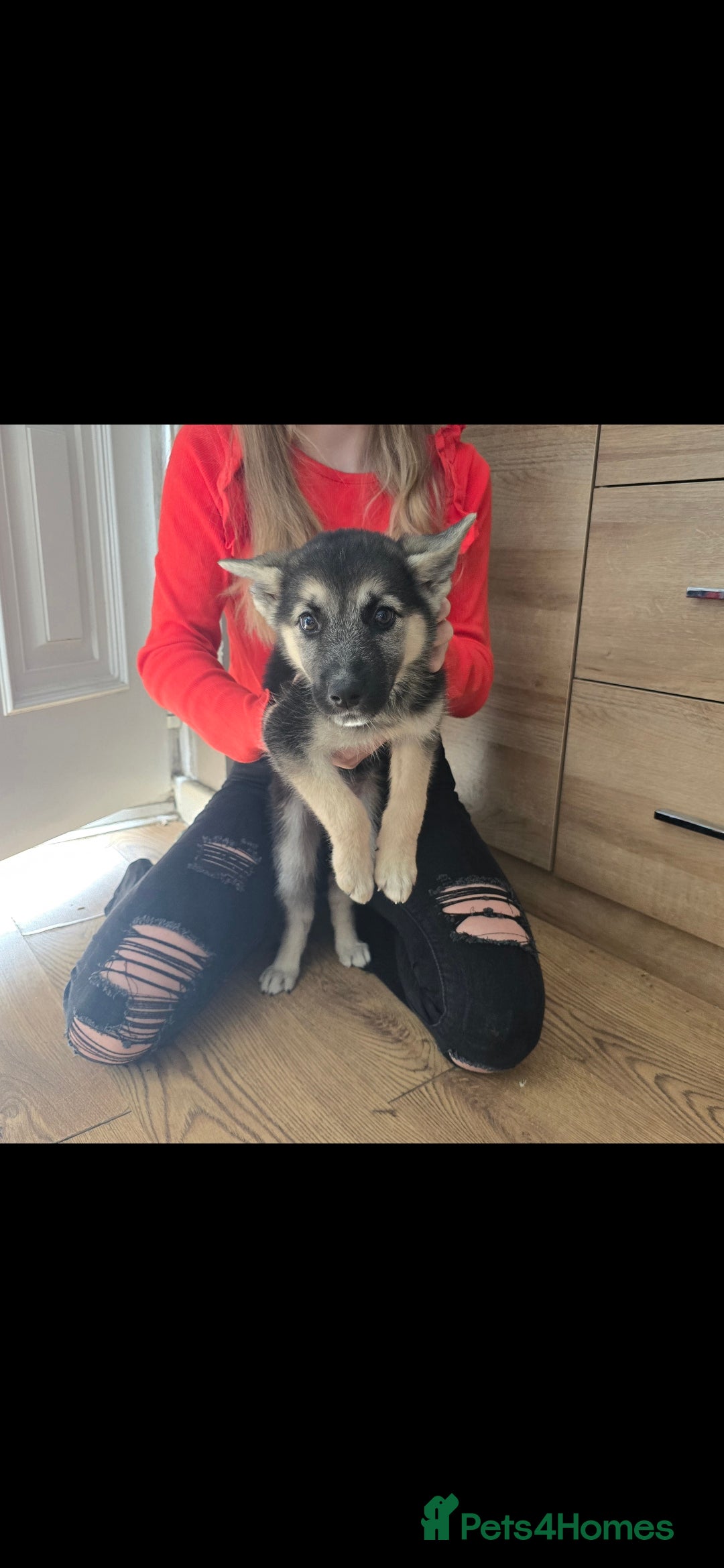 Mixed Breed dogs for sale: Female Shepkita Puppy - Image 2