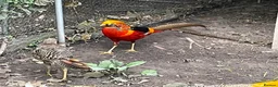 Mixed Breed birds for sale: Golden Pheasant Cockerels  - Advert 2