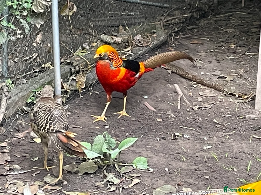 Mixed Breed birds for sale: Golden Pheasant Cockerels  - Advert 2