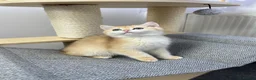 British Shorthair cats for sale: Beautiful Golden British Shorthair Kittens - Advert 4