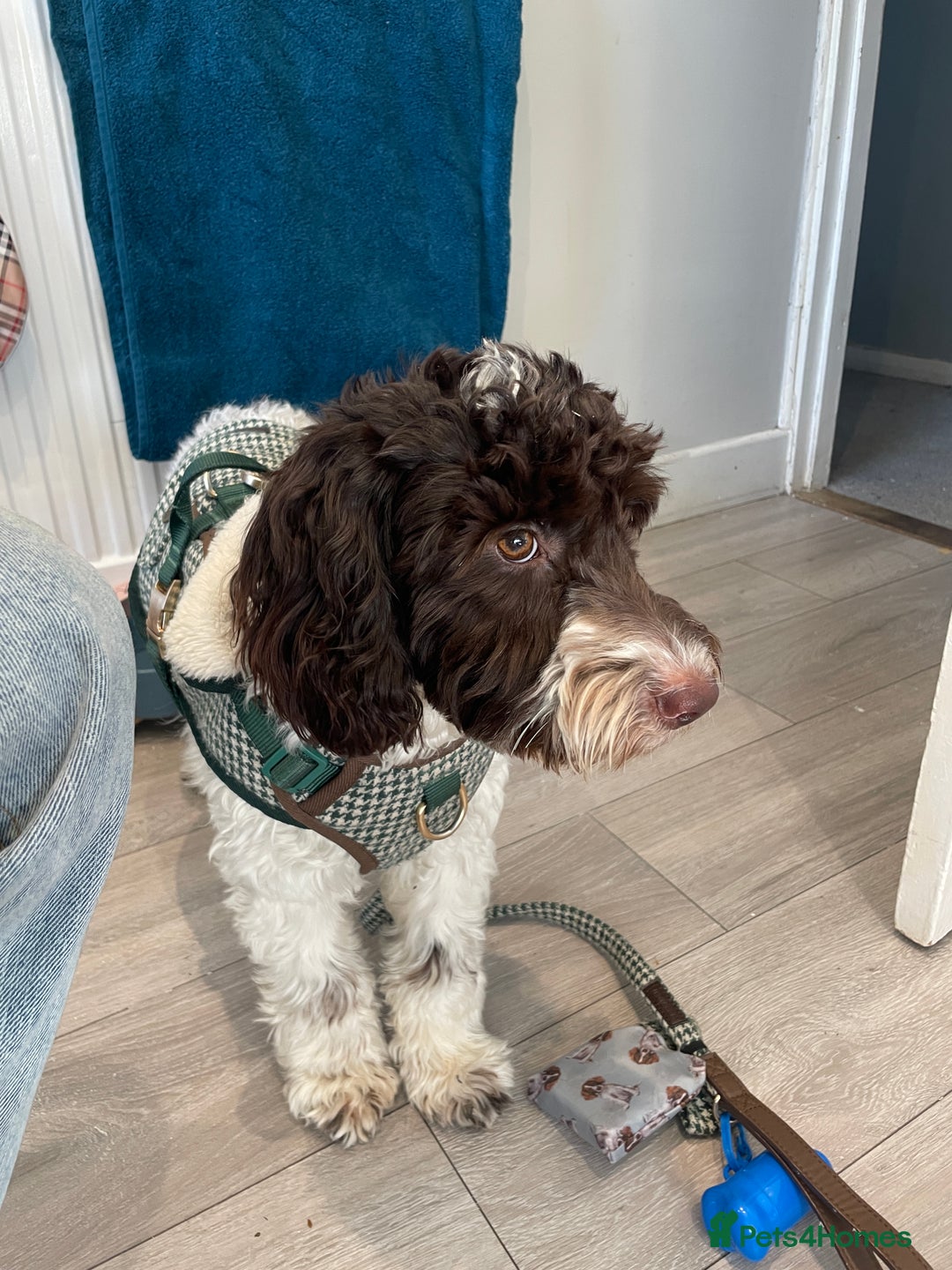 Cockapoo dogs for sale: 1 female cockapoo left from the litter  - Advert 8