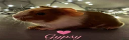 Guinea Pig rodents for sale: Available now gorgeous babies  - Advert 5