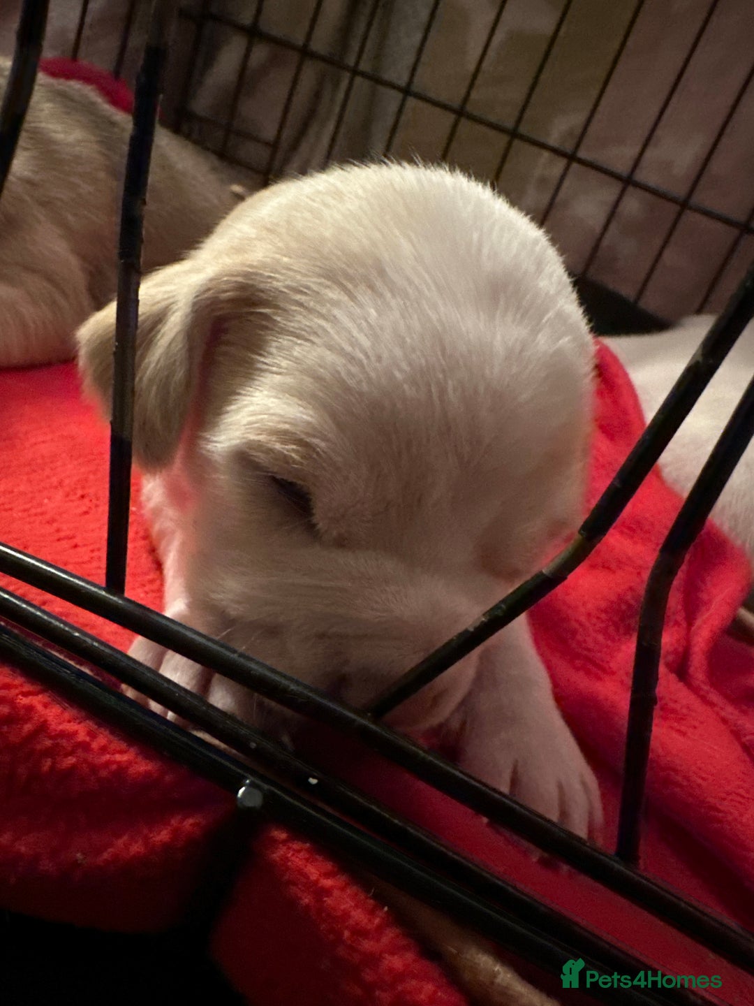 Mixed Breed dogs for sale: Beagle / pocket bully puppies  - Advert 15