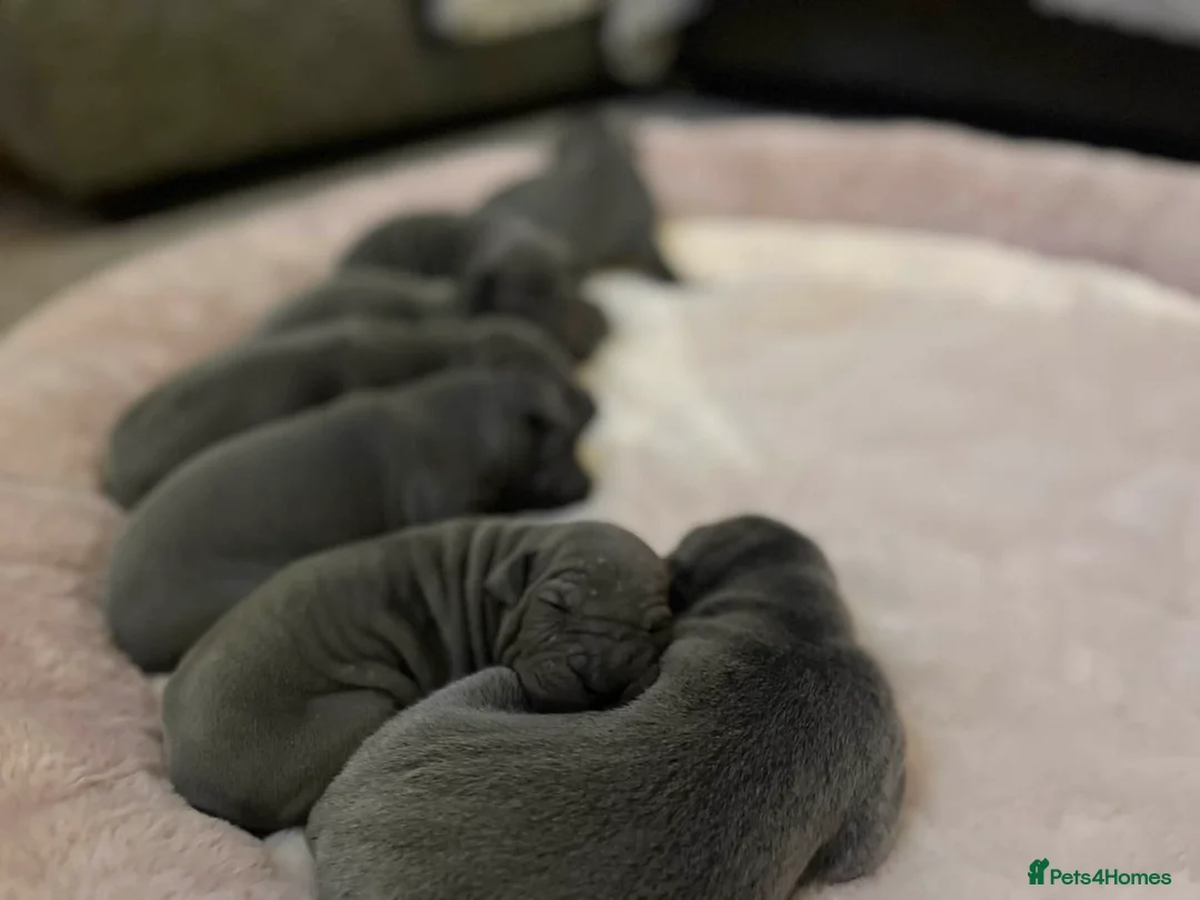 Thai Ridgeback dogs for sale: (New pictures)Thai Ridgeback puppy’s 🏆 - Advert 9