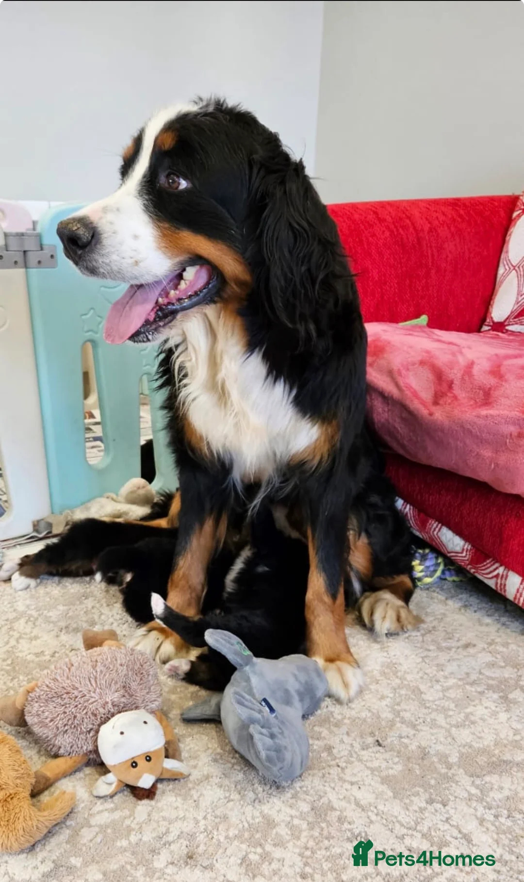 Bernese Mountain Dog dogs for sale: Bernese mountain puppies - Advert 11