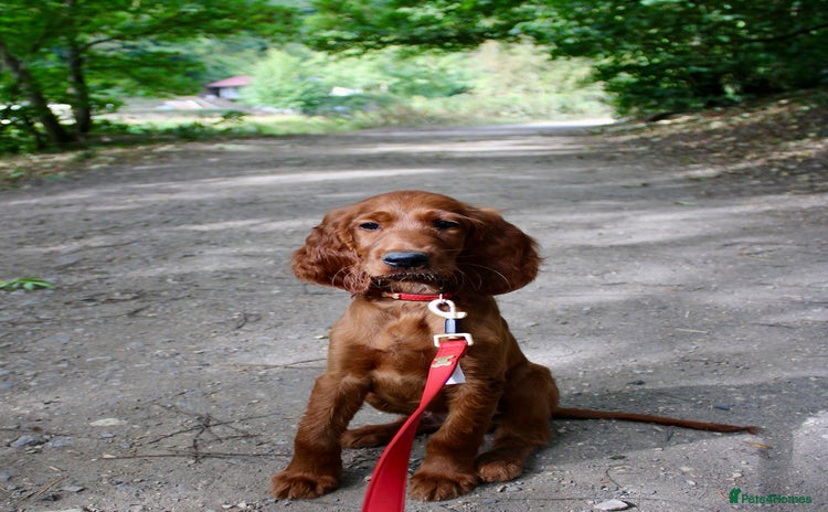 Irish Setter dogs - Advert 1