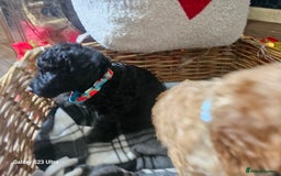 Miniature Poodle dogs for sale: Kc reg outstanding miniature Poodles in Stourbridge - Image 23