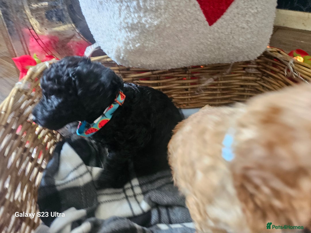 Miniature Poodle dogs for sale: Kc reg outstanding miniature Poodles in Stourbridge - Image 23