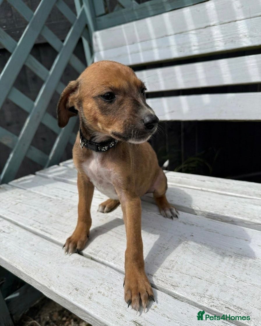Mixed Breed dogs Wippet X puppies  - Advert 1