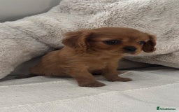 Cavalier King Charles Spaniel dogs for sale: Cavalier king charles puppies  - Image 3
