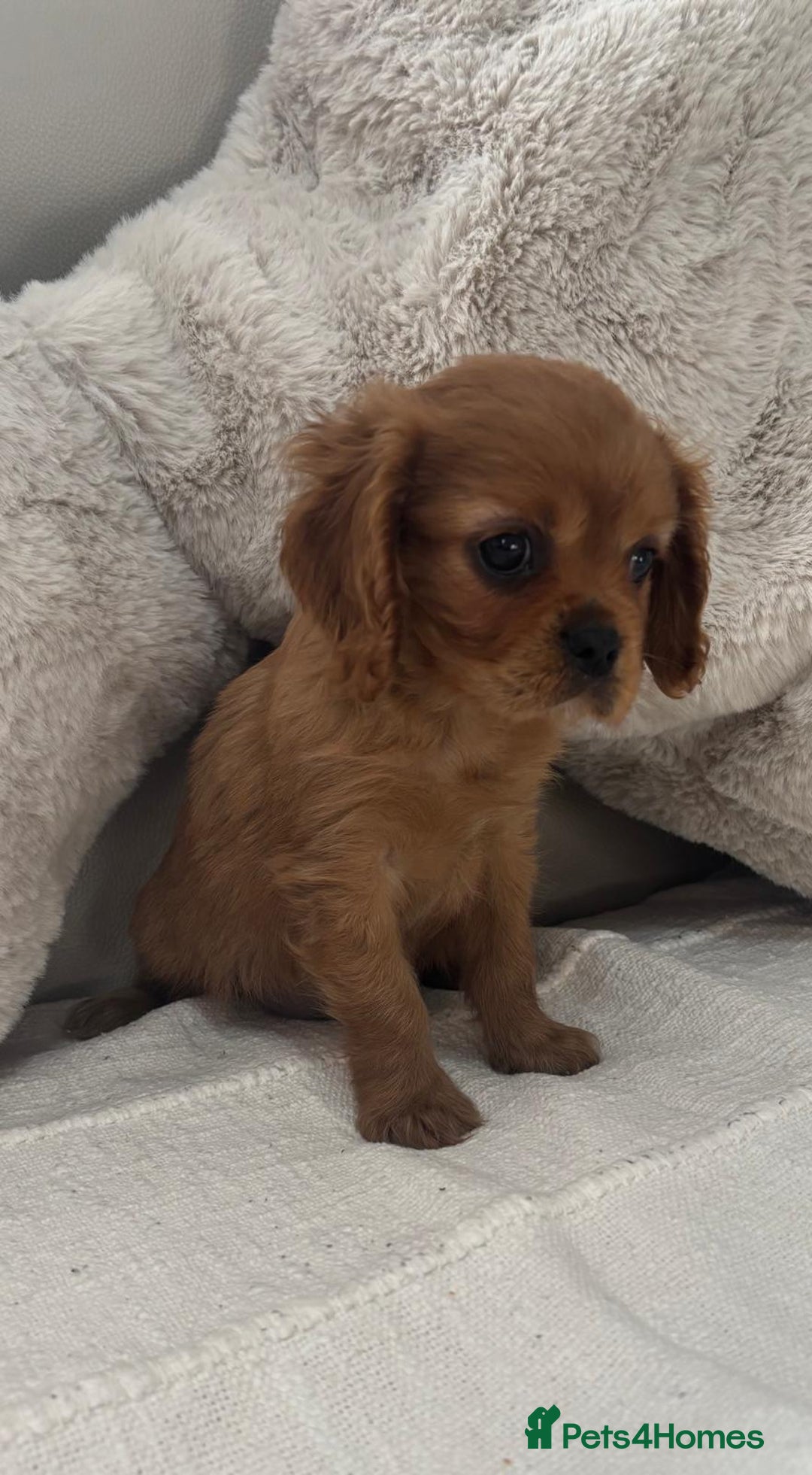 Cavalier King Charles Spaniel dogs for sale: Cavalier king charles puppies  - Image 3