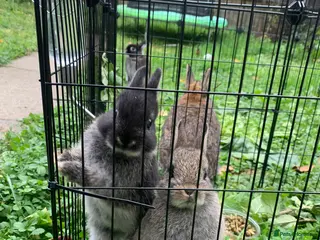 Netherland Dwarf rabbits Gorgeous Netherland Dwarf Rabbits 3 Left - Advert 16
