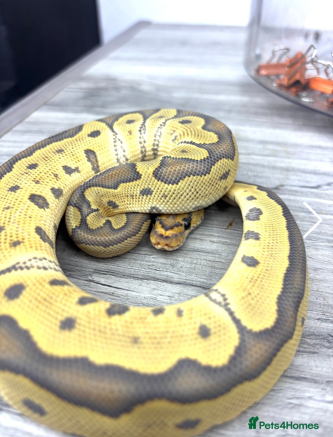 Python Snake reptiles CB25 cypress leopard hypo clown male  - Advert 1