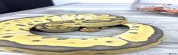 Python Snake reptiles for sale: CB25 cypress leopard hypo clown male  - Advert 1