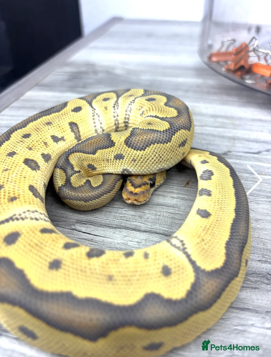 Python Snake reptiles for sale: CB25 cypress leopard hypo clown male  - Advert 1