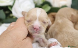 Cavapoo dogs for sale: *HEALTH TESTED* CAVAPOO PUPPIES - Image 5