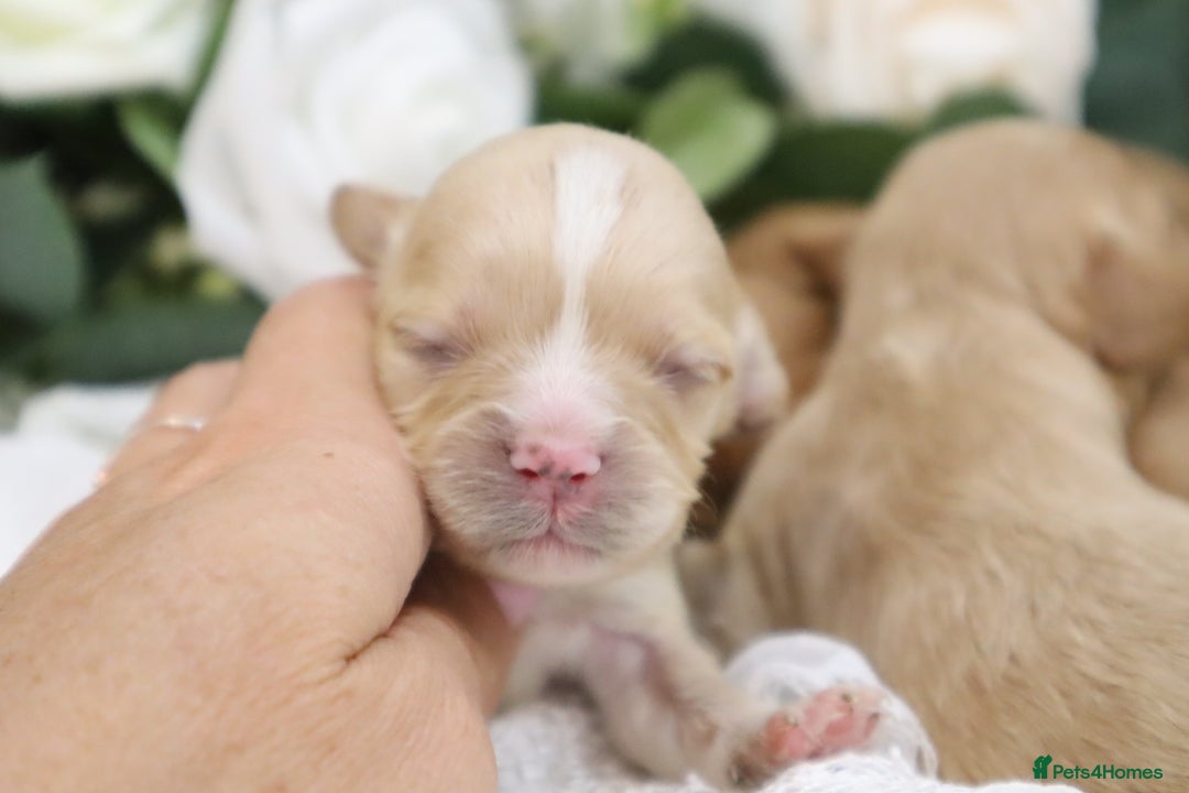 Cavapoo dogs for sale: *HEALTH TESTED* CAVAPOO PUPPIES - Image 5