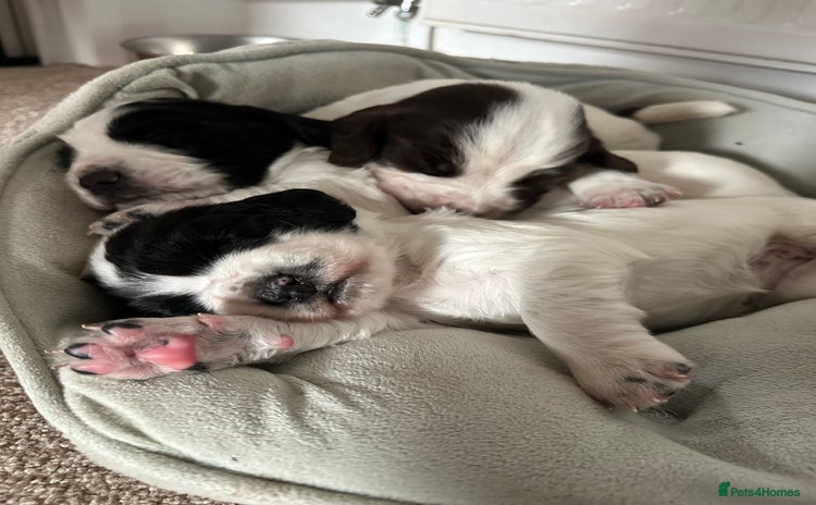 English Springer Spaniel dogs - Advert 11