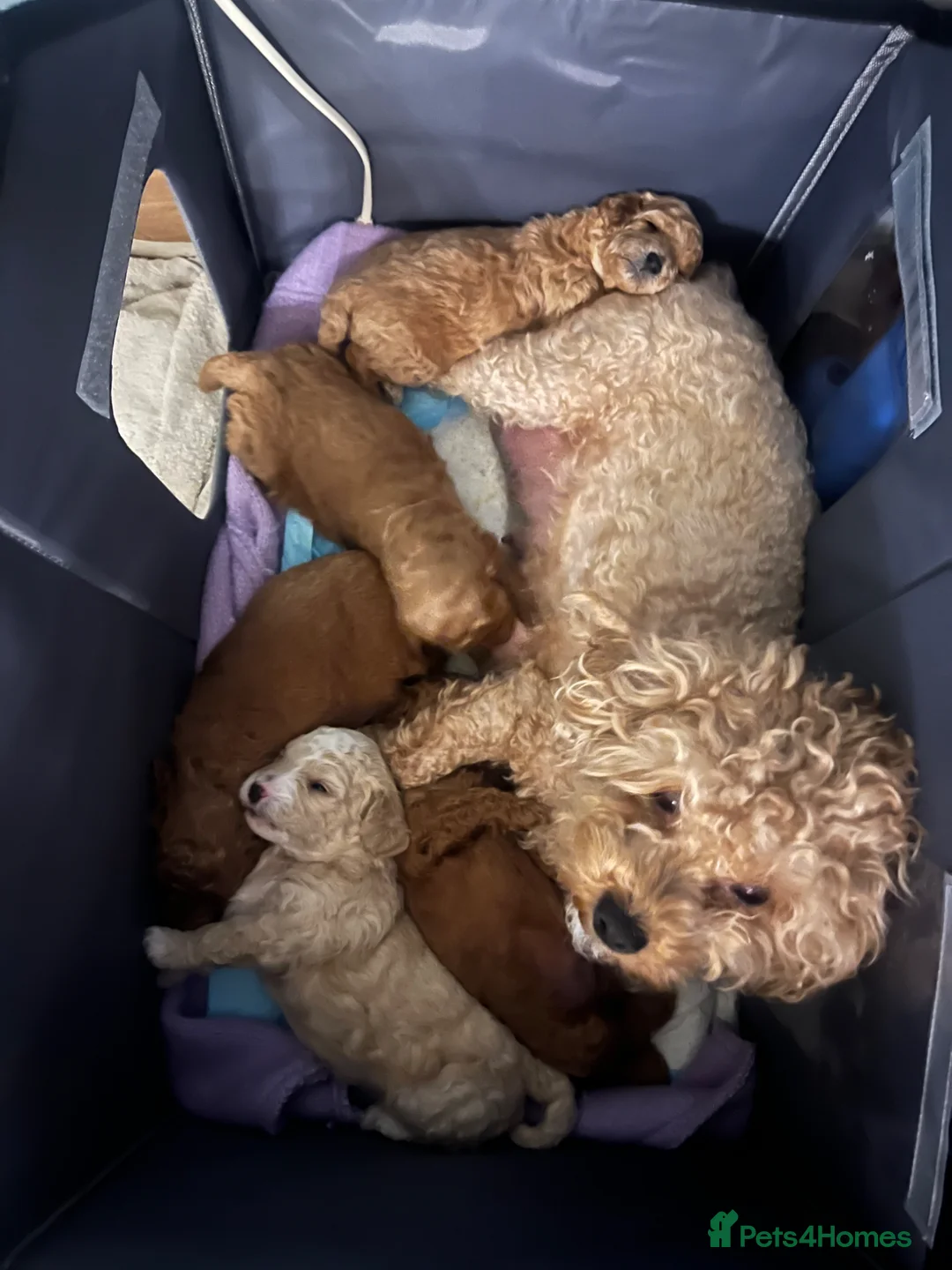 Toy Poodle dogs for sale: Toy poodle x puppies ready soon - Advert 2