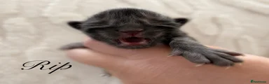 Maine Coon Kitten 1