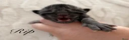 Maine Coon cats for sale: ANDERPRIDE has new Cub arrivals  - Advert 5