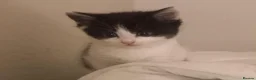 Mixed Breed cats for sale: Miss  in Falmouth - Advert 4