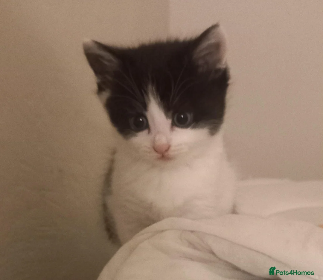Mixed Breed cats for sale: Miss  in Falmouth - Advert 4