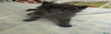 Mixed Breed Kitten 1 - Boy Grey