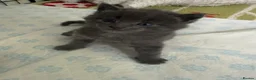 Mixed Breed cats for sale: Adorable grey kittens & tabby grey kittens  in Salisbury - Advert 39