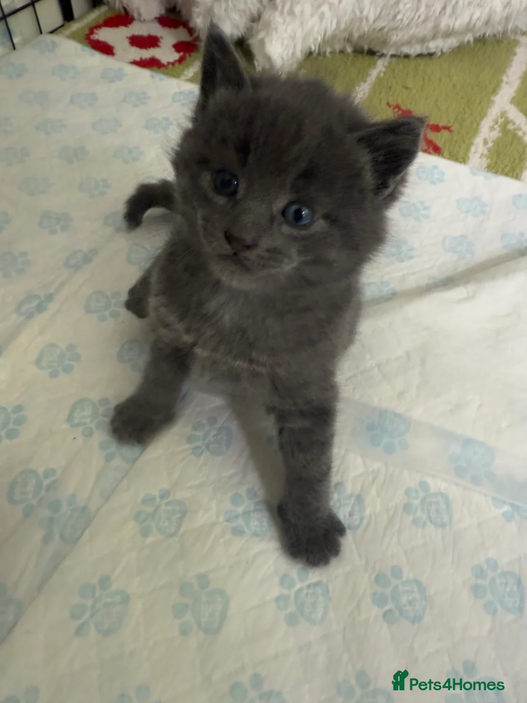 Mixed Breed cats for sale: Adorable grey kittens & tabby grey kittens  in Salisbury - Advert 39