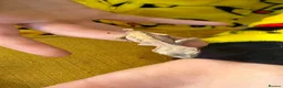 Gecko reptiles for sale: Various Crested Gecko Babies - Advert 10