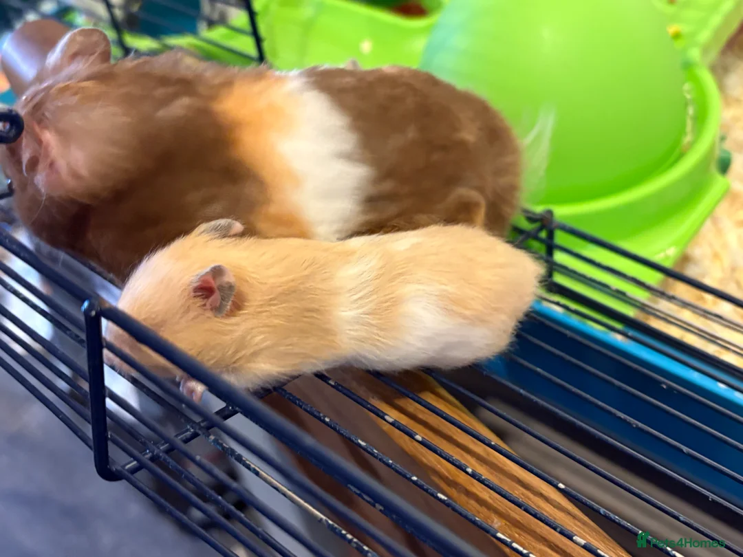 Hamster rodents for sale: Baby hamsters for sale - Advert 4