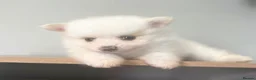Pomeranian dogs for sale: 🐾 KC Registered Pomeranian Puppies 🐾 - Advert 6