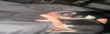 Mixed Breed 1