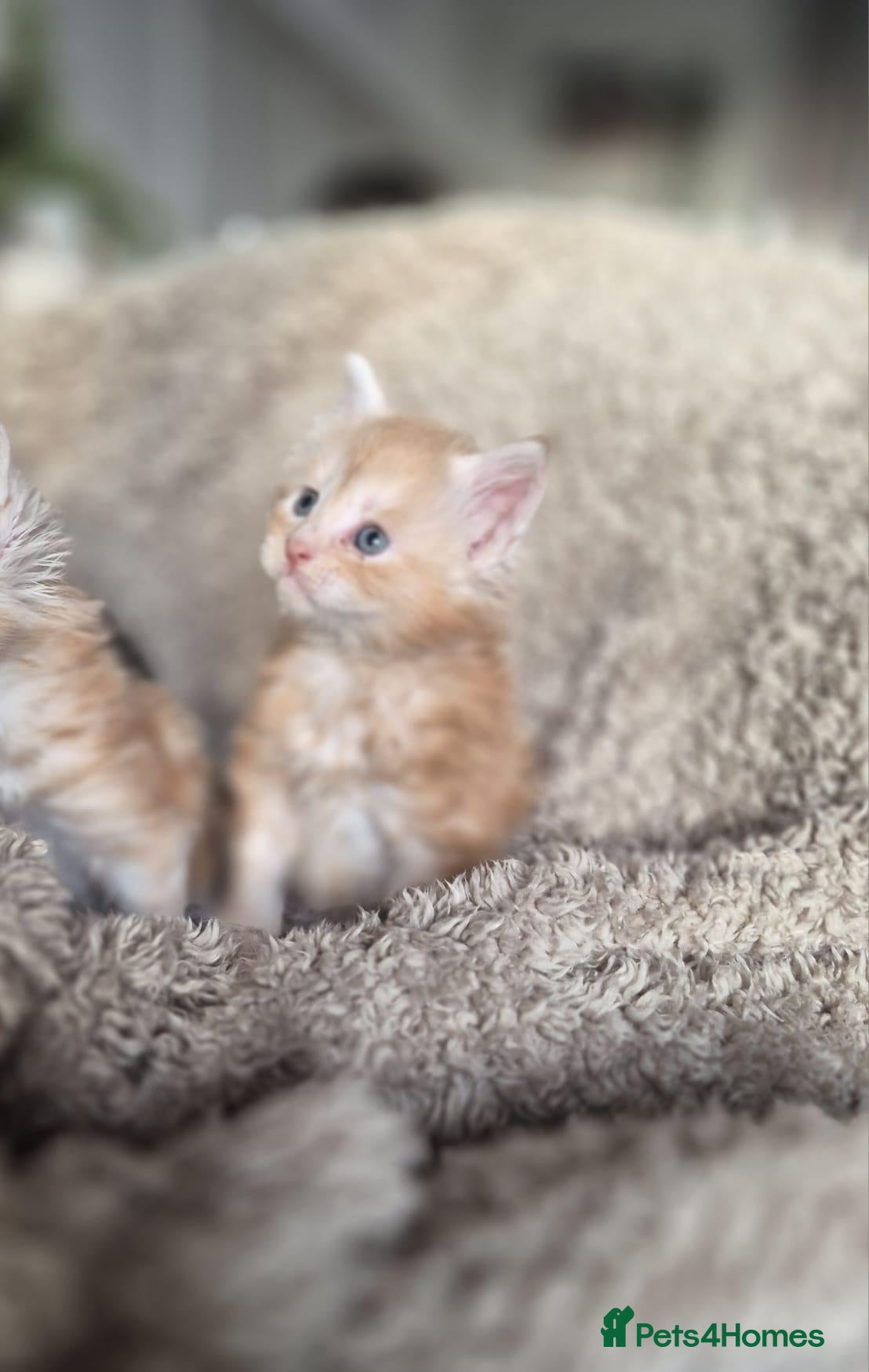 Maine Coon cats Adorable Purebred Mainecoons  - Advert 2