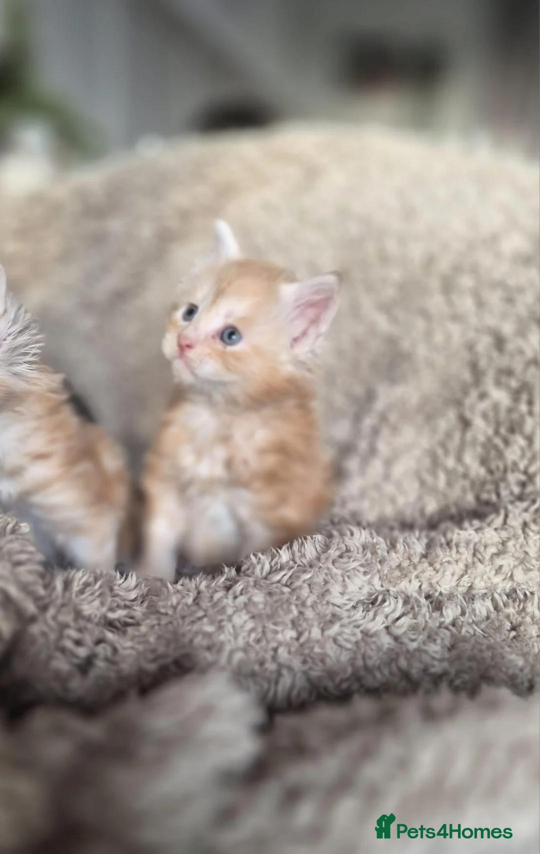 Maine Coon cats for sale: Adorable Purebred Mainecoons  - Advert 2