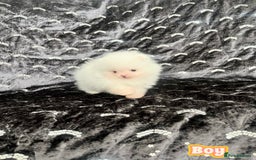 Pomeranian dogs for sale: Top Quality 🐼 Championship Lines - Image 4