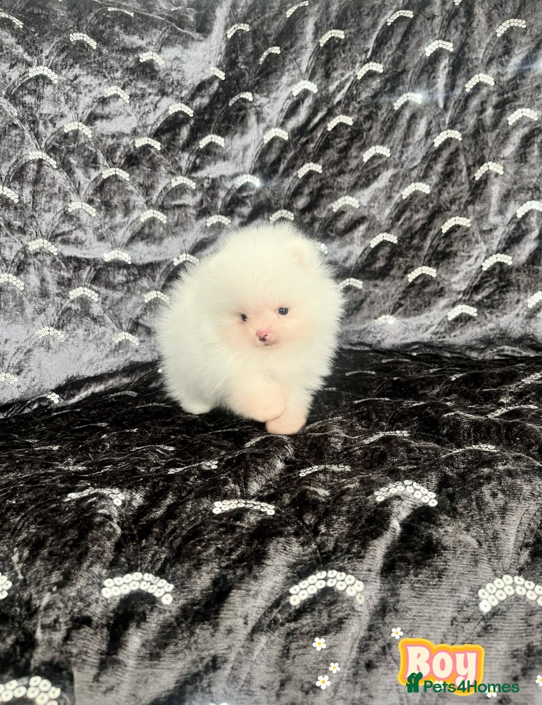 Pomeranian dogs for sale: Top Quality 🐼 Championship Lines - Image 4