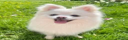 Pomsky dogs for sale: Pomsky Puppies (3) - Advert 27