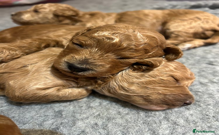 Toy Poodle dogs - Advert 11