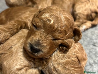 Toy Poodle dogs - Advert 16