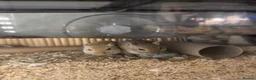 Gerbil rodents for sale: 2 Male Gerbils 🐹 in Peterborough - Advert 1