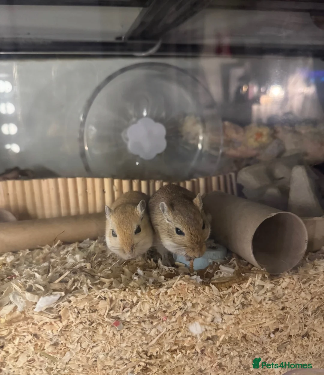 Gerbil rodents for sale: 2 Male Gerbils 🐹 in Peterborough - Advert 1