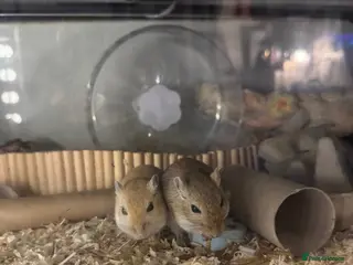 Gerbil rodents 2 Male Gerbils 🐹 - Advert 1